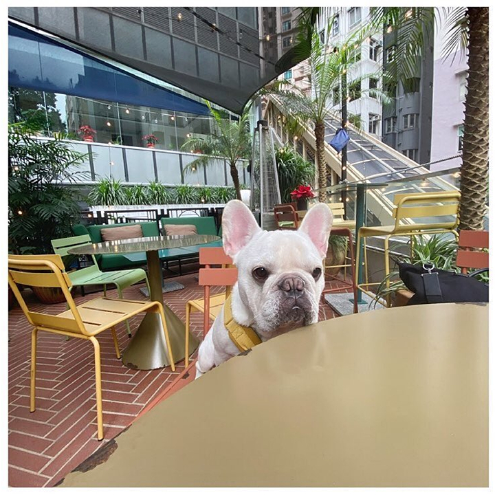 dog at the outdoor terrace of feather and bone mid levels, pet friendly restaurant hong kong