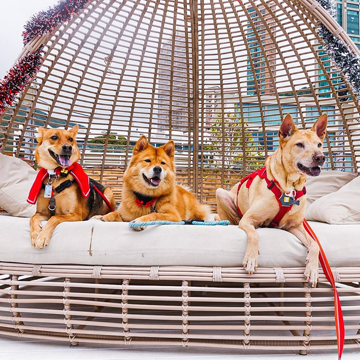 three dogs at the pulse promenade repulse bay hong kong dog friendly area