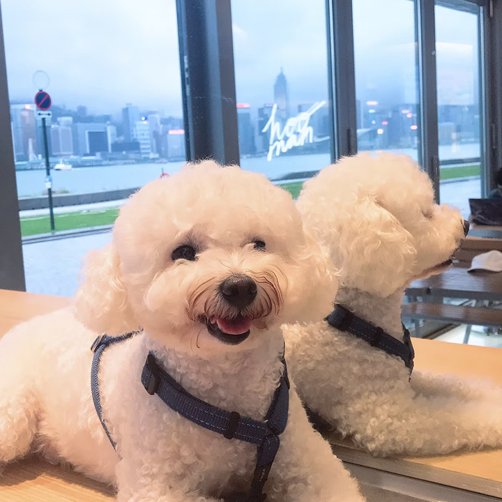 Dog-Friendly Restaurants, Cafes, Bars Hong Kong: Hooman by the Sea