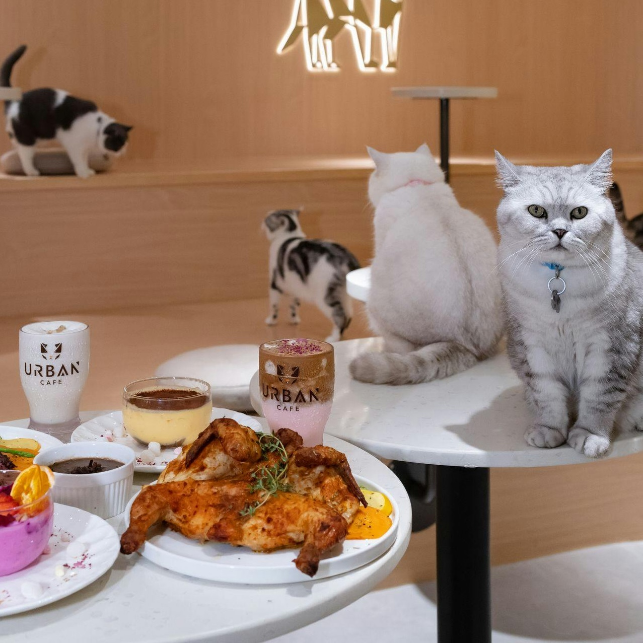 best cafes in hong kong, coffee shop, cat cafe, kowloon, mong kok: Urban Cafe 